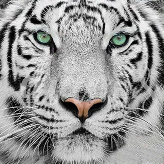 60x60CM White Tiger full Drilled Diamond Painting round （no frame）