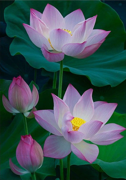 40x50CM  Lotus Full Diamond Painting NO Frame Round diamond