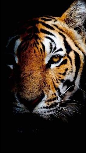 50X75CM- Tiger 5D Full Diamond no frame R4092